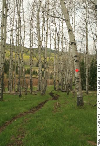 Valley through Aspen forest
