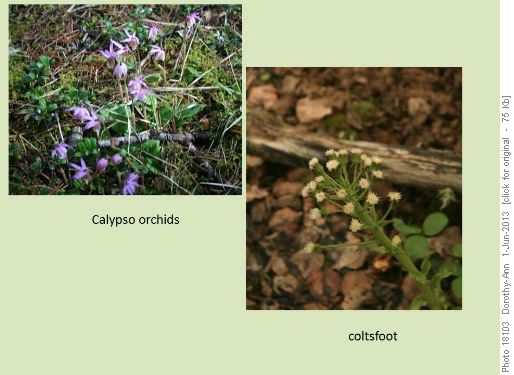 Two of the many flowers on the trails