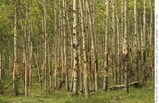 What the elk left behind after dinner on the Aspens