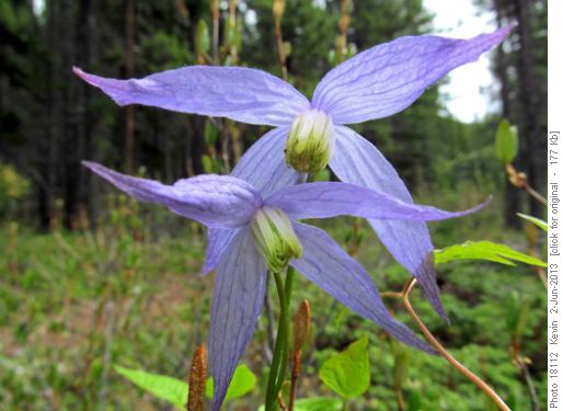 Alpine Clematis beside the trail