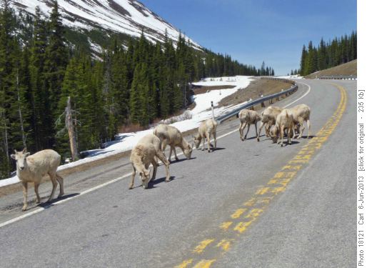 Young male bighorns near Highwood Pass
