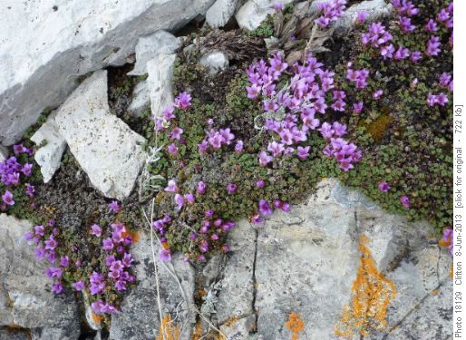 Saxifrage