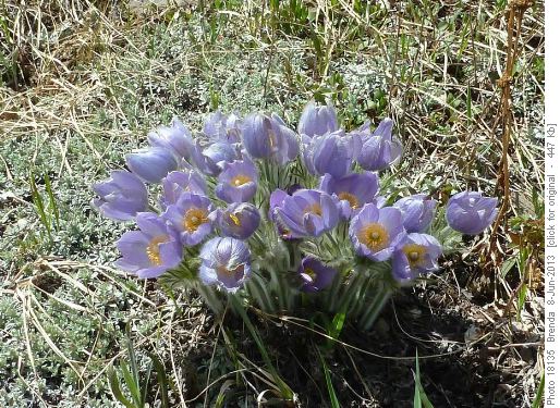 A large clumb of crocus