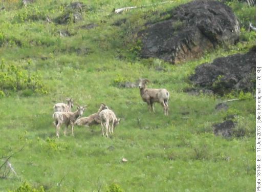 Sheep on Junction Hill