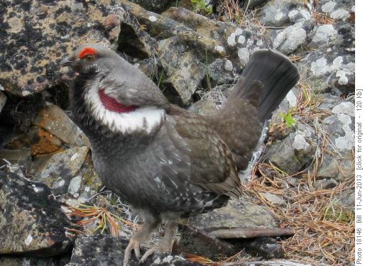 Blue grouse