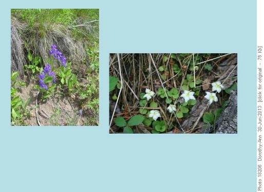 Some of the many lovely flowers along the trail