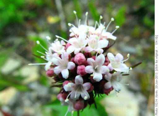 Valerian in the early bloom stage