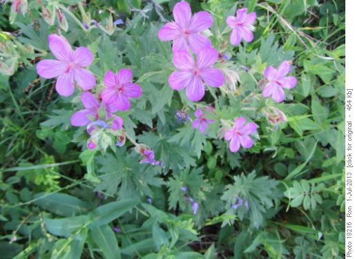 Wild geraniums