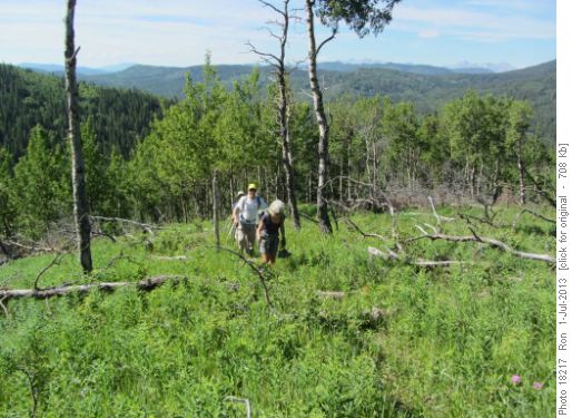 Lush trail to Mesa Butte