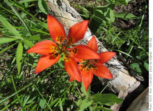 Wood lily
