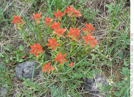 Paintbrush along Johnston Creek Paintbrush along Johnston Creek
