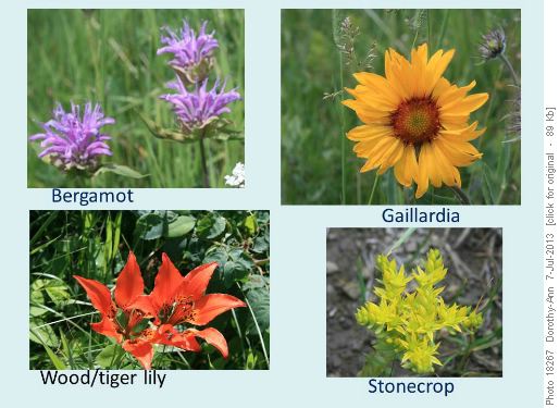 Some of the many flowers on the ridge