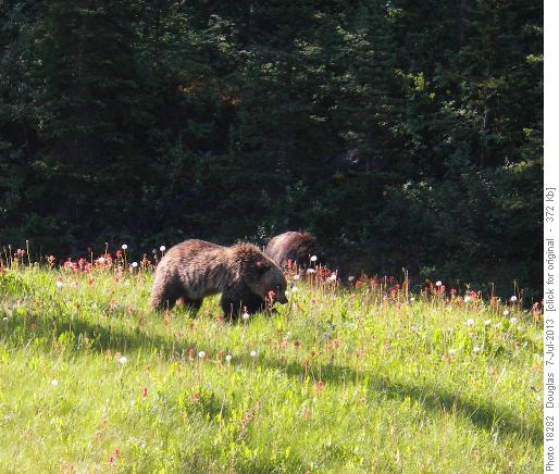Grizzly on way to Lake Louise
