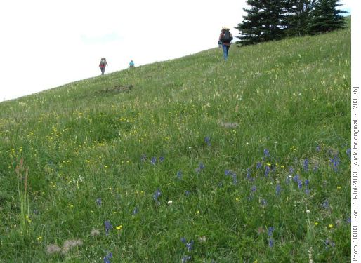 Flower extravaganza on Pigeon Mtn