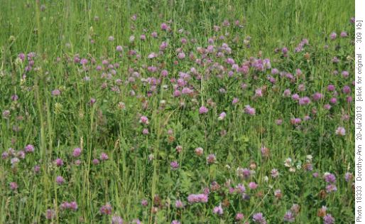 Walking through masses of clover