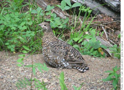 Grouse on nest