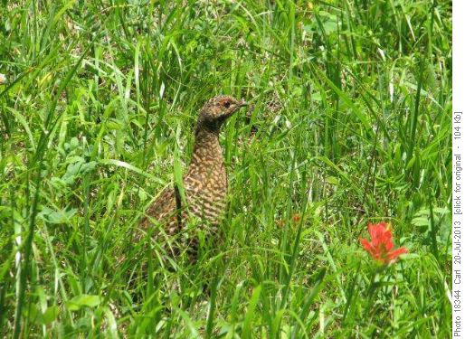 Mama grouse
