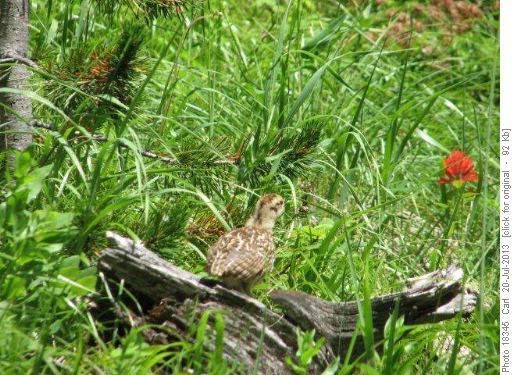 Baby grouse