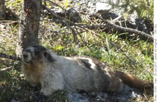 Marmot