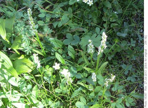 bog orchids near Sherbrooke Lake
