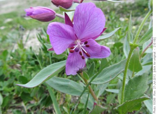Mountain Fireweed