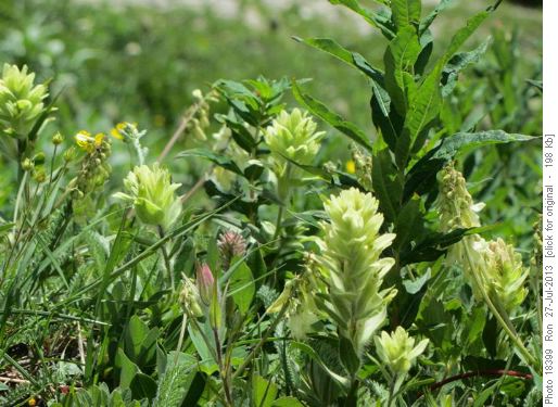 Indian Paintbrush