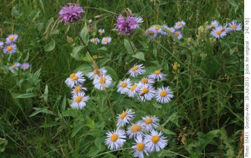 The gold of balsam root now replaced with the mauve of fleabane and bergamot