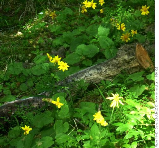 Arnica dell