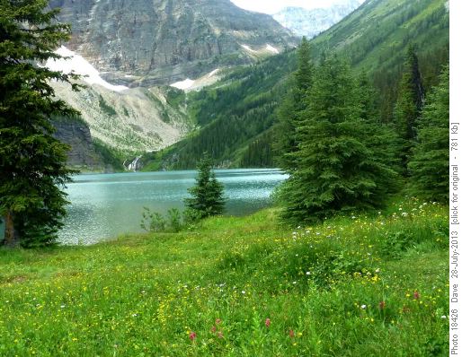 Flower meadow