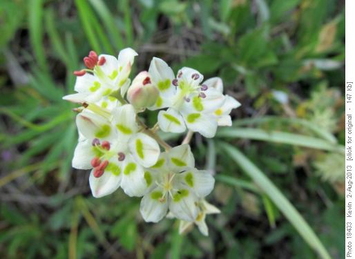 White Camas on the ridge leading to The Wedge
