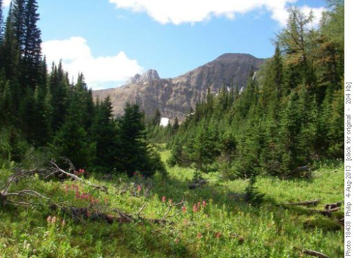 Meadows below Tent Ridge