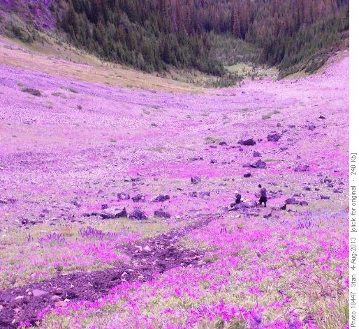 Purple Carpet