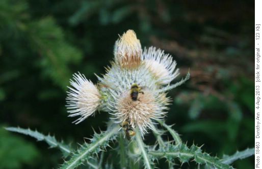 Surely the only creature that will get this close to a thistle is a bee