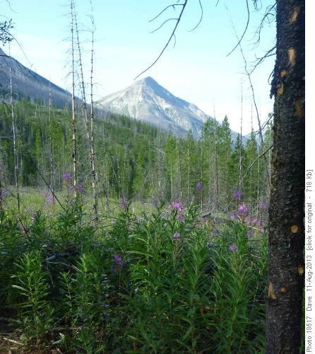 Burned forest and fireweed