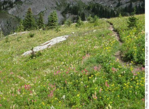 Meadow Flowers