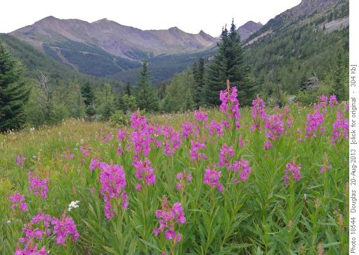 Brilliant fireweed in Purple Bowl