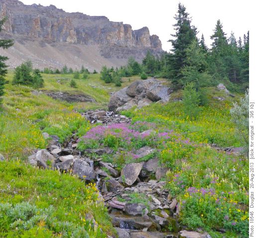 Fireweed and arnica along the creek in the upper part of Purple Bowl