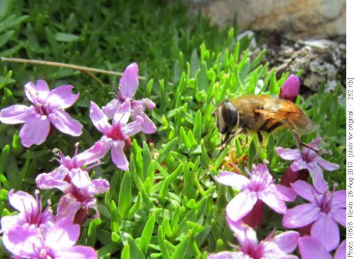 Gathering nectar from Moss Campion