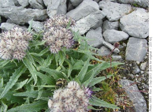 Bees at work on sawwort