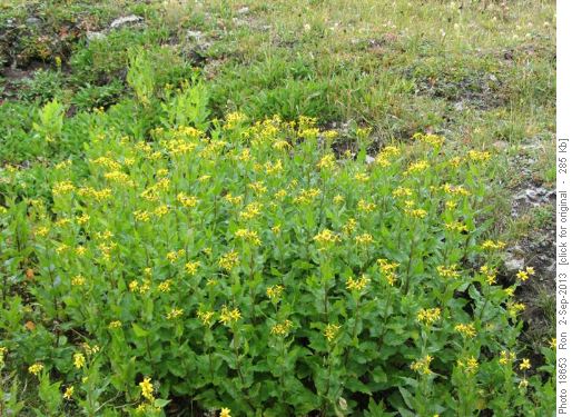 Giant Ragwort (Triangular-leaved Groundsel )