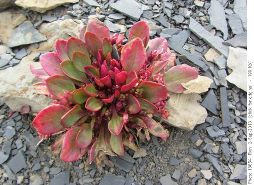 Alpine spring beauty (Claytonia megarrihza)