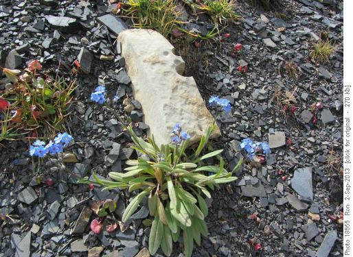 Alpine Forget-Me-Not