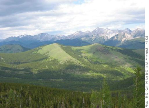Strawberry hills