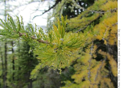 Larch needles dripping with mist