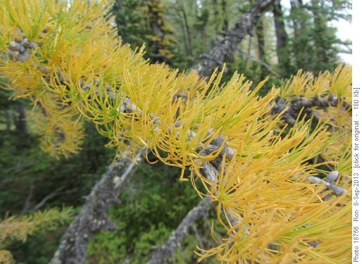 Some larches are already gold