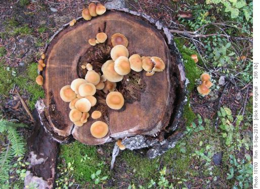 A plate of mushrooms on Taylor Lake trail