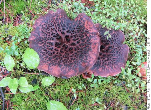 Mushrooms, Taylor Lake trail
