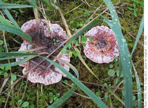 Mushrooms, Taylor Lake trail