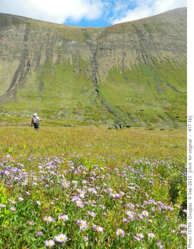 Crossing the beautiful Paradise meadows with the asters in full bloom Crossing the beautiful Paradise meadows with the asters in full bloom