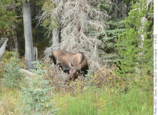 Engadine Moose